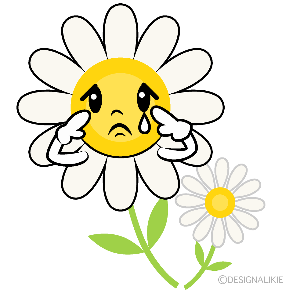 Cute Sad White Cosmos Clipart